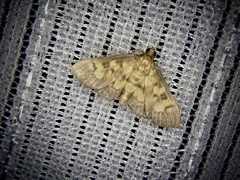 Sameodes aptalis