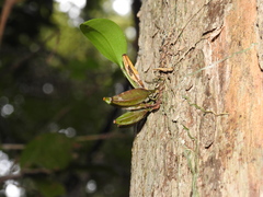 Dendrobium tetragonum