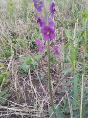 Verbascum phoeniceum