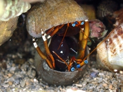 Calcinus laevimanus