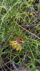 Isopogon ceratophyllus