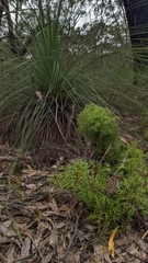 Isopogon ceratophyllus