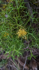 Isopogon ceratophyllus
