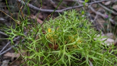 Isopogon ceratophyllus