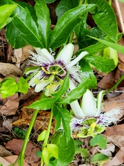 Passiflora edulis