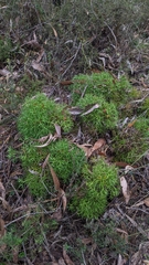Isopogon ceratophyllus