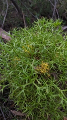 Isopogon ceratophyllus