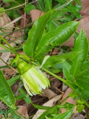 Passiflora edulis