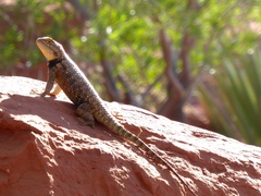 Sceloporus uniformis
