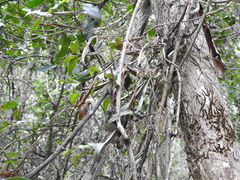 Dendrobium tetragonum