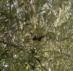 Vanessa atalanta