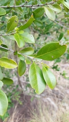 Cyclophyllum coprosmoides