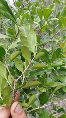 Cyclophyllum coprosmoides