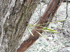 Dendrobium tetragonum