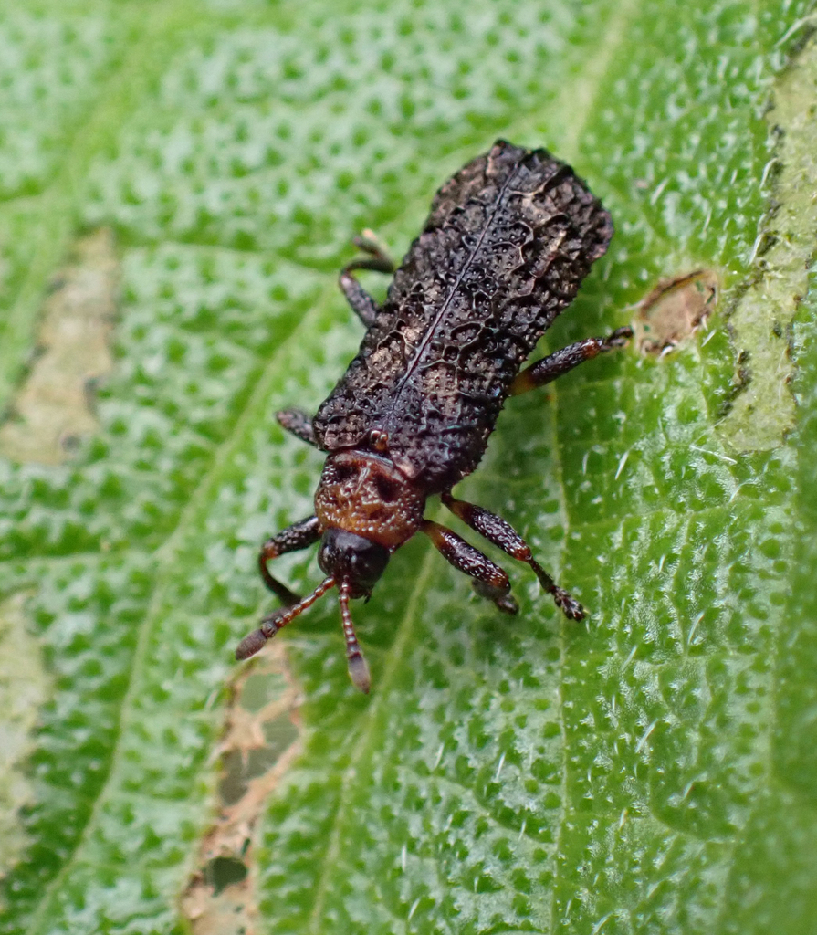 Lantana Leaf Beetle