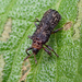 Lantana Leaf Beetle - Photo (c) scottytar, some rights reserved (CC BY-NC)