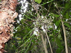 Dendrobium bowmanii