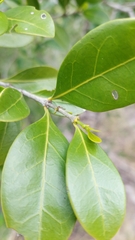 Cyclophyllum coprosmoides