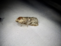 Bryophilina mollicula