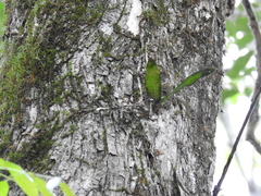 Rhinerrhiza divitiflora