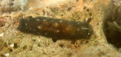 Dendrodoris nigra
