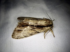 Shaka atrovittatus