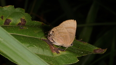 Rapala varuna orseis