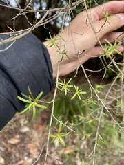 Kunzea ericoides