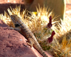 Sceloporus uniformis