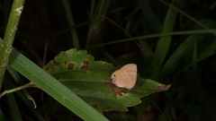 Rapala varuna orseis