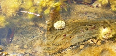 Siphonaria zelandica