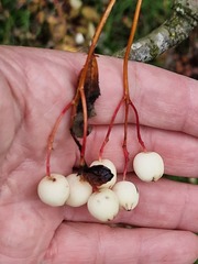 Sorbus cashmiriana