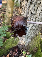 Fistulina hepatica