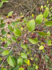 Paliurus spina-christi