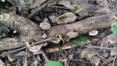 Hexagonia