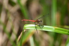 Sympetrum parvulum