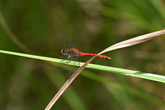 Sympetrum parvulum