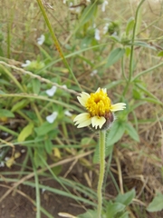 Tridax procumbens