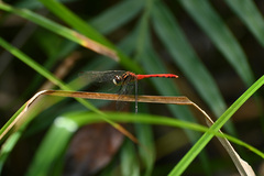 Sympetrum parvulum