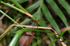 Sympetrum parvulum