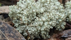 Pulchrocladia retipora