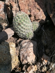 Escobaria chihuahuensis