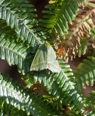 Clethrophora distincta