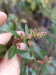 Gaultheria paniculata