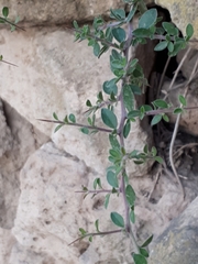 Condalia velutina