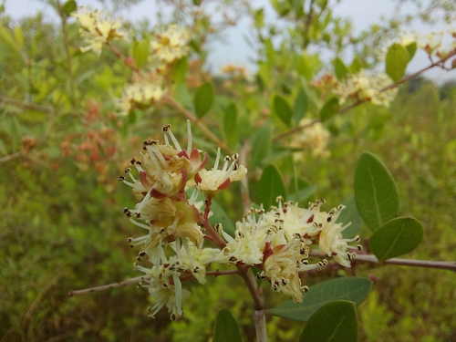 Lawsonia inermis