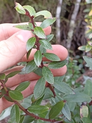 Gaultheria paniculata