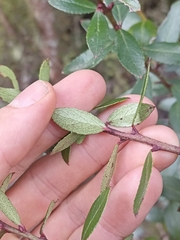 Gaultheria paniculata