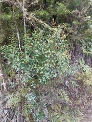 Gaultheria paniculata