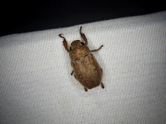 Adoretus tenuimaculatus